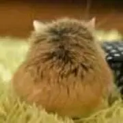 たぴおか  プロフ必見の画像