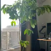 えだまめ