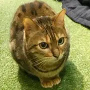 Yuriの画像