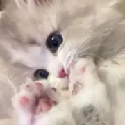 にゃんの画像