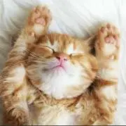 かおりんこ