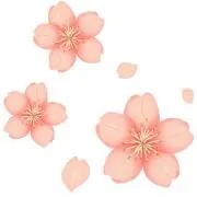 sakuraの画像