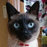 るりの画像