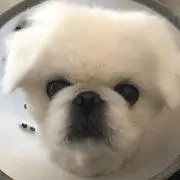 そいまるの画像