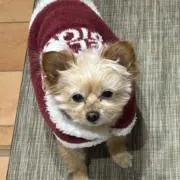 のんちゃんの画像