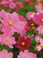 あきの画像