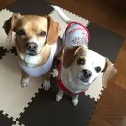 トット
