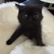 イトちゃん