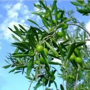 Olive《プロフ確認お願いします♪》の画像