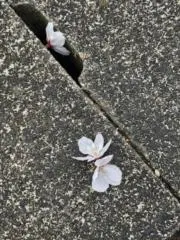 すずきの画像