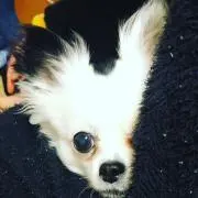 もち