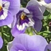 chiruの画像