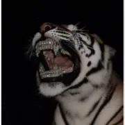 memeの画像