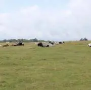 てるまえの画像
