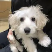 ぺい