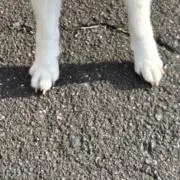 柴中の画像