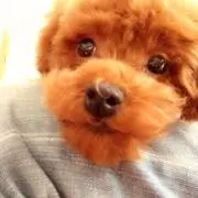 こたろ