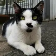 よいちろの画像