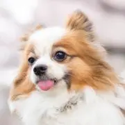 ぴぐ