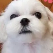 dの画像