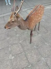 コタ