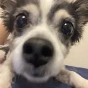 おすしの画像