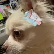 haku☆