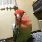 ちなりん