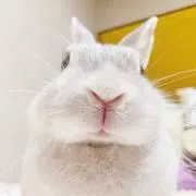 ゆずき