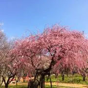 umeの画像