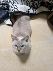 もふの画像
