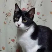 ムムコ
