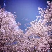 桜の画像
