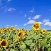 夏空の画像