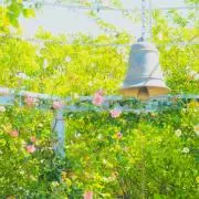 夏乃の画像
