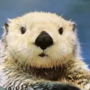 柊の画像