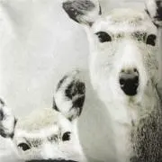 Machabambaの画像