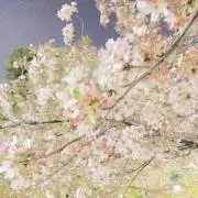 レモンの画像