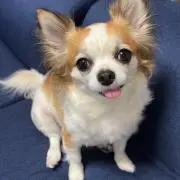 かぐや姫の画像