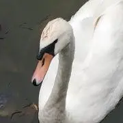 カラス