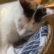 まひるの画像