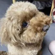 ポーチルの画像