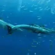 ハニィの画像