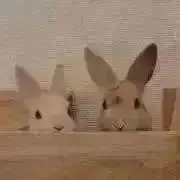 すみれの画像