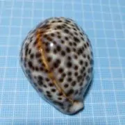 タカラガイの画像