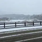 ダイの画像