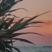 ohanaの画像