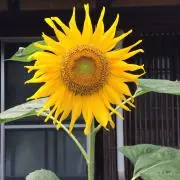 ka☆naの画像