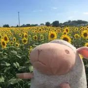 ぽんたの画像