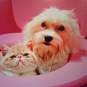 こそんの画像